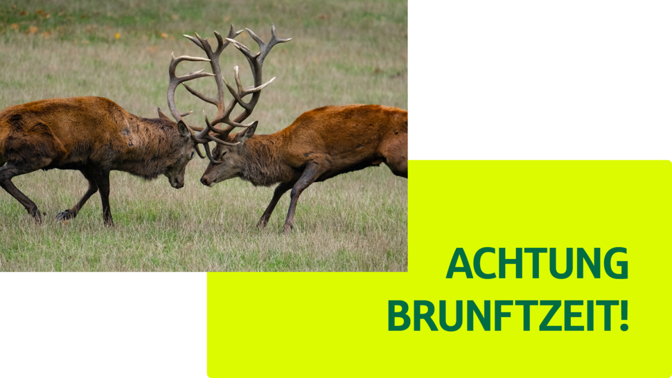 Zwei männliche Rehe stehen sich im Geweihkampf gegenüber, während eine Warnung zur Brunftzeit im Hintergrund zu sehen ist.