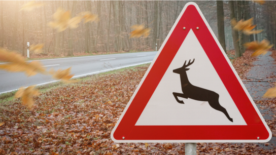 Warnschild vor einer Straße, das auf Wildwechsel hinweist, umgeben von herbstlichen Blättern und Waldlandschaft.