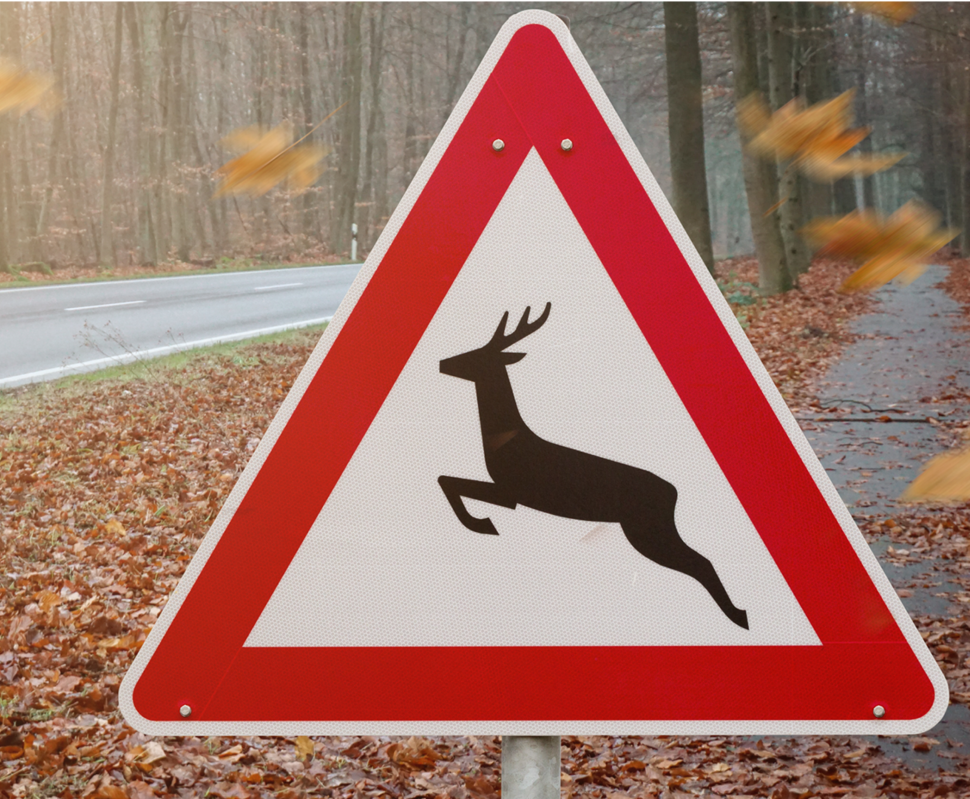 Warnschild vor einer Straße, das auf Wildwechsel hinweist, umgeben von herbstlichen Blättern und Waldlandschaft.